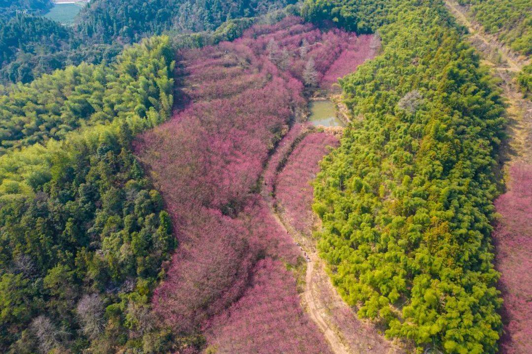 米积村樱花图片