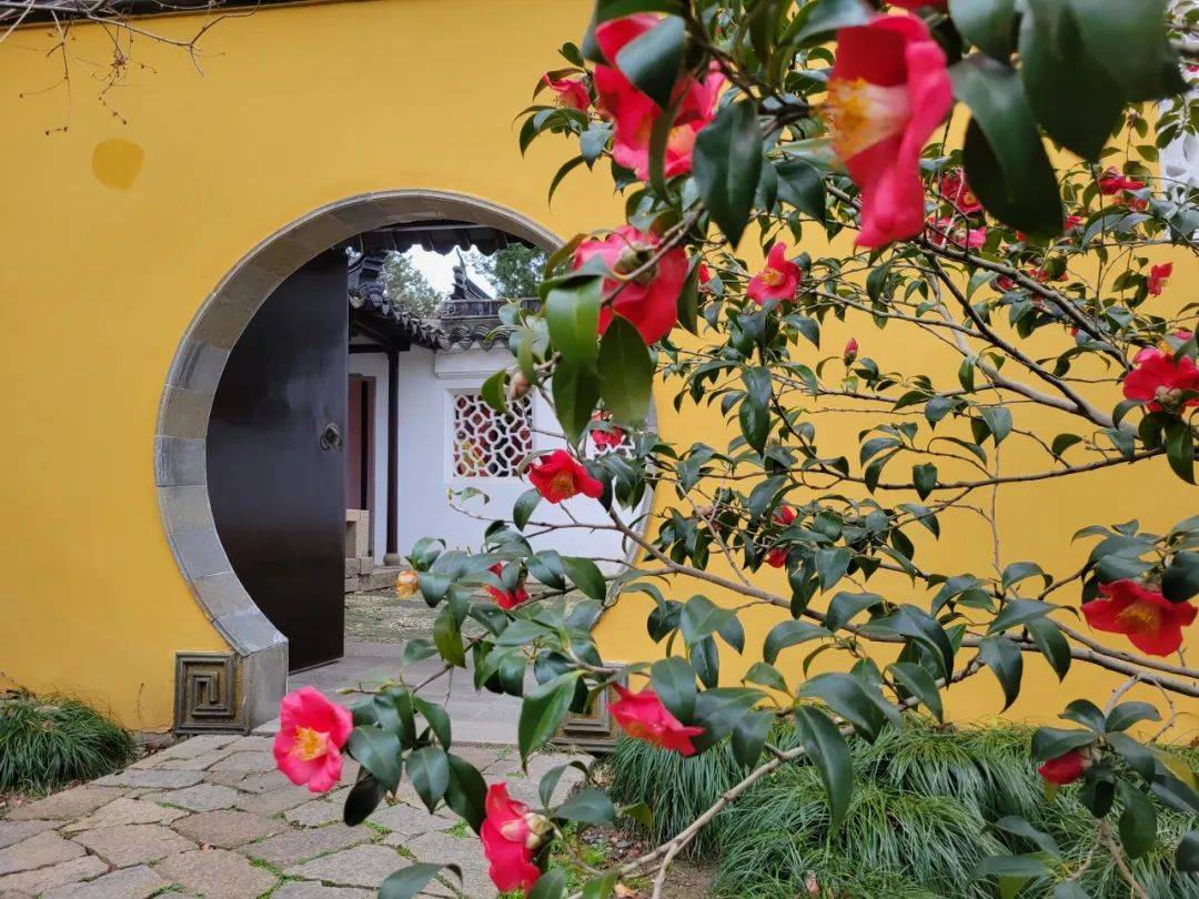 满园春色苏州茶花赏花指数来了