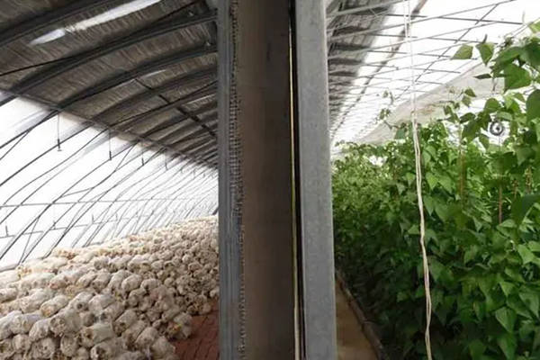 一棚能赚两棚钱,这样的阴阳棚你见过吗?_土地_温室大棚_资源