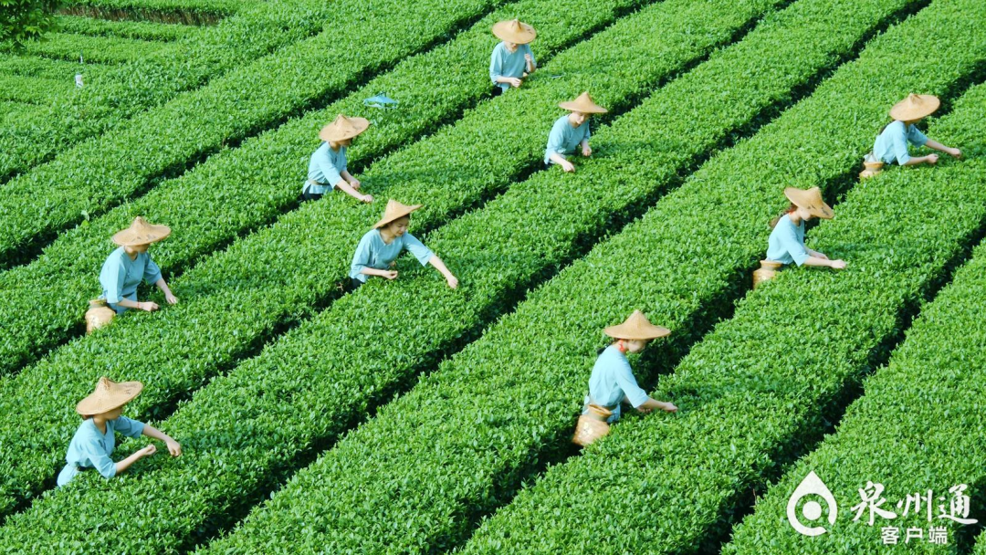 八马茶业:全球首条第七代智能化生产线投产_企业_王文礼_产品