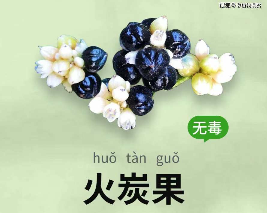 火炭母,又称白饭草,乌饭藤,有4大作用,价值极高,农民朋友要了解!