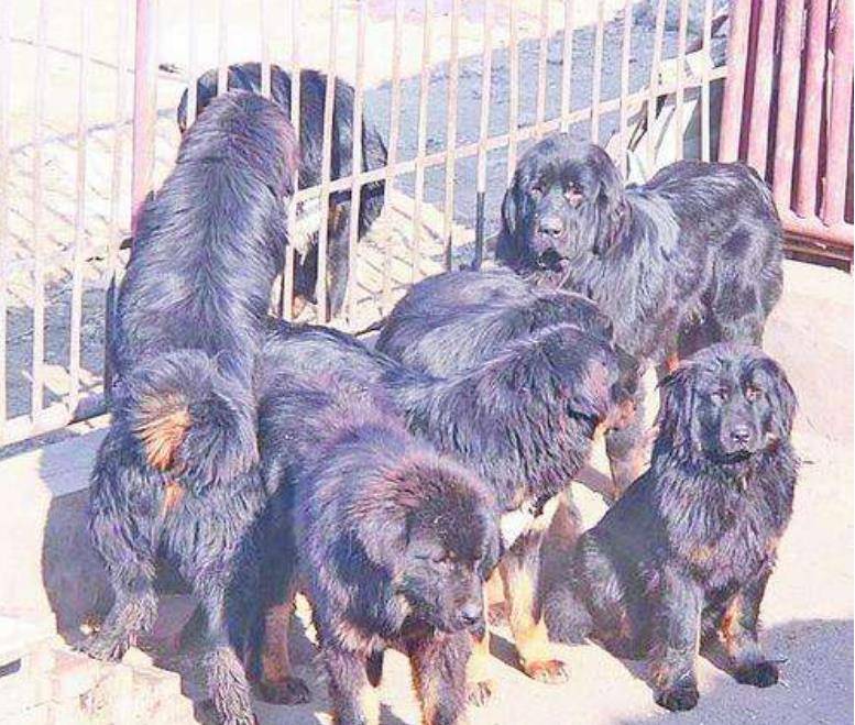 一些人为了利益,以次充好,把劣质藏獒当作纯种藏獒来卖