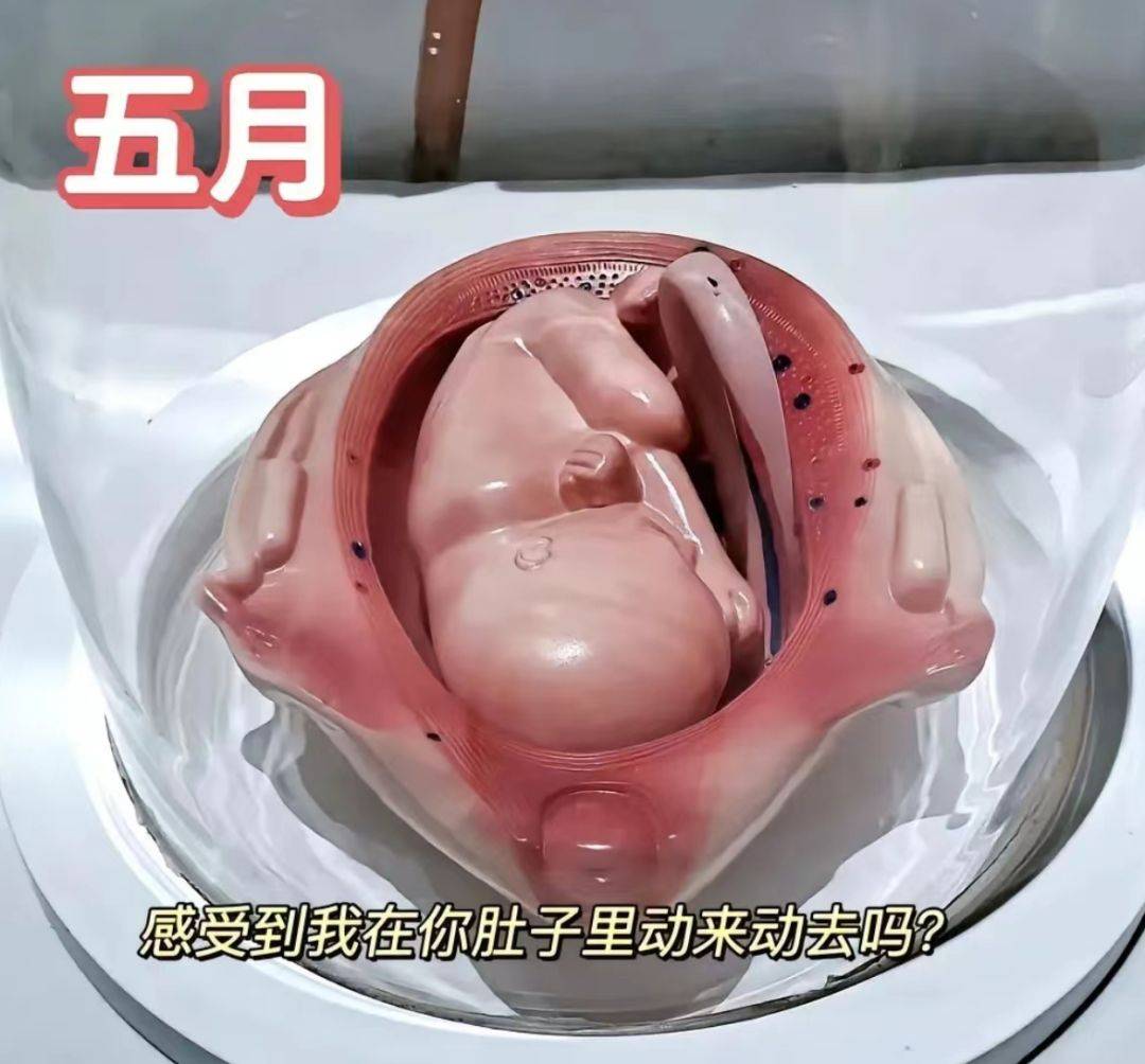 原创一组3d图记录怀胎十月胎儿发育全过程看完后感叹生命神奇