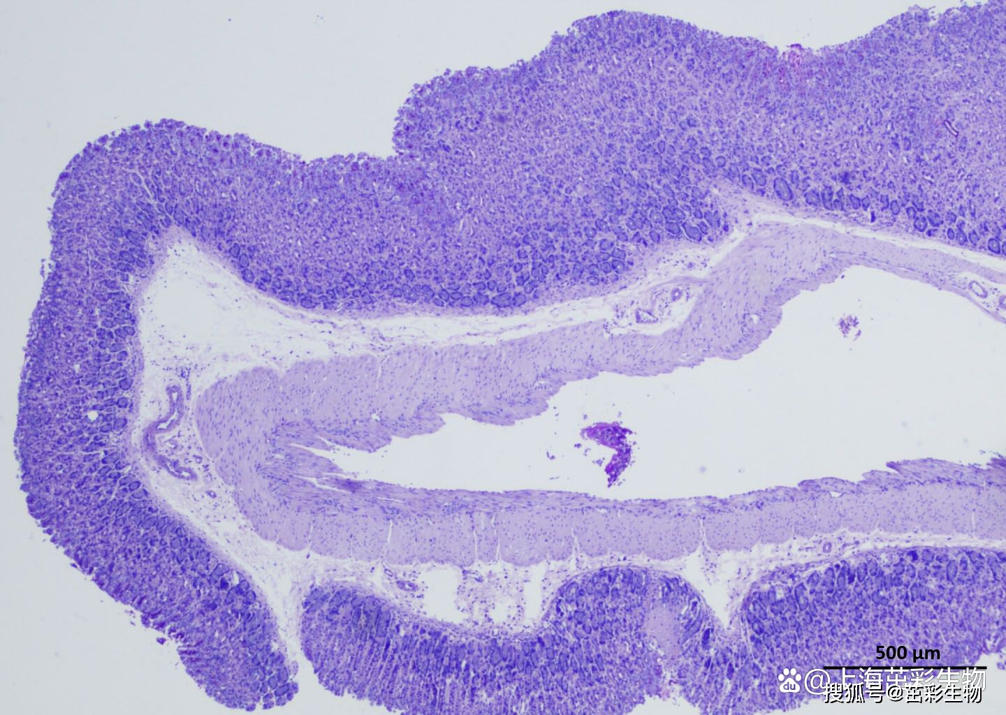 令人惊叹的pas染色欲知原理与步骤请进
