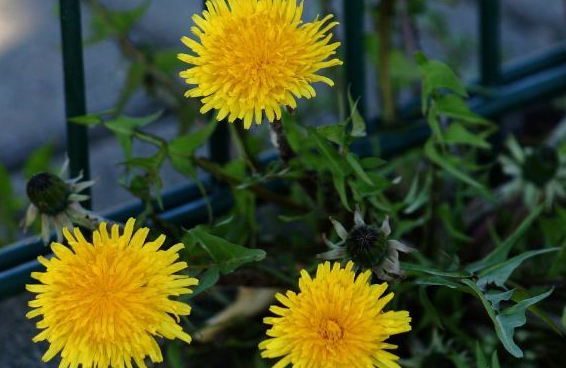 原创蒲公英泡水有6个好处巧用5种搭配养生效果加倍