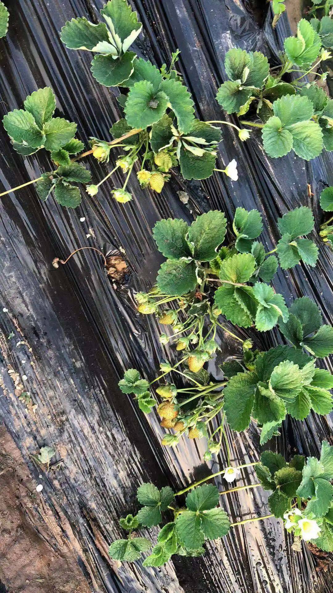 造成旺长的一个因素,因此要将行内多余的侧芽匍匐茎及老病残叶摘除