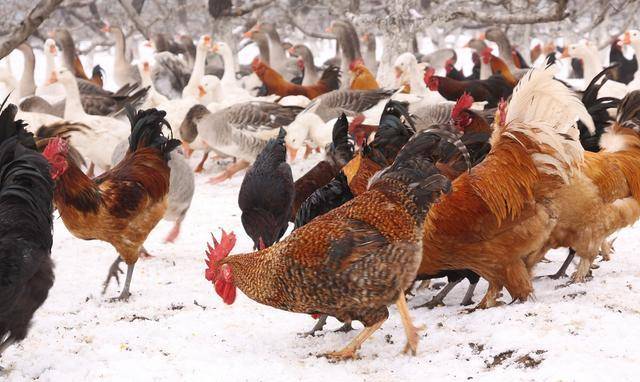 原创从神话到食物鸡经历了怎样的大起大落