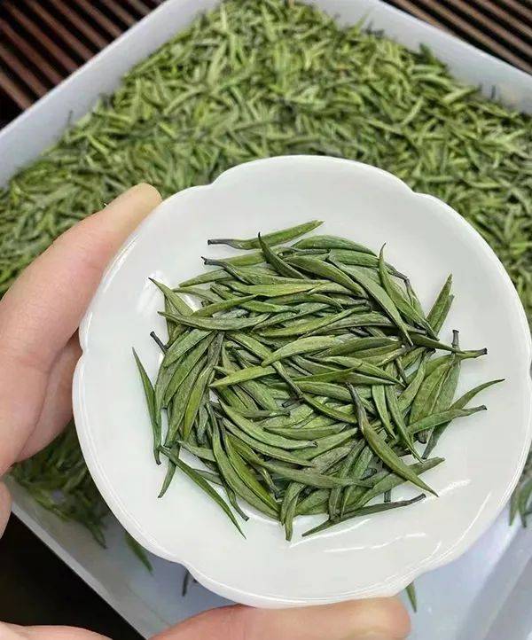 竹叶青9号茶图片