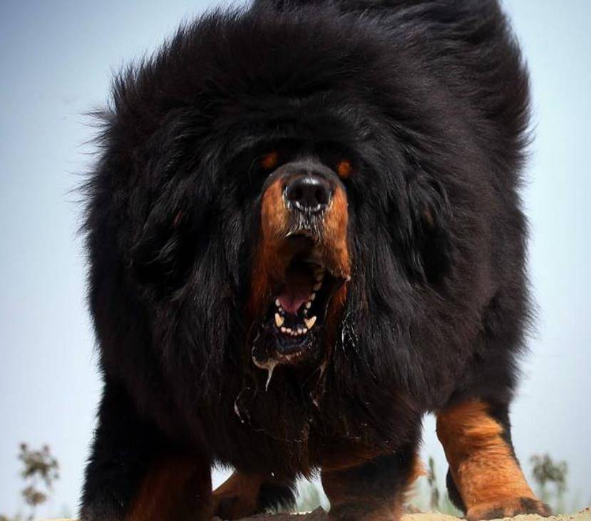 原创藏獒泡沫是怎么破灭的巅峰时一条就能换北京2套房