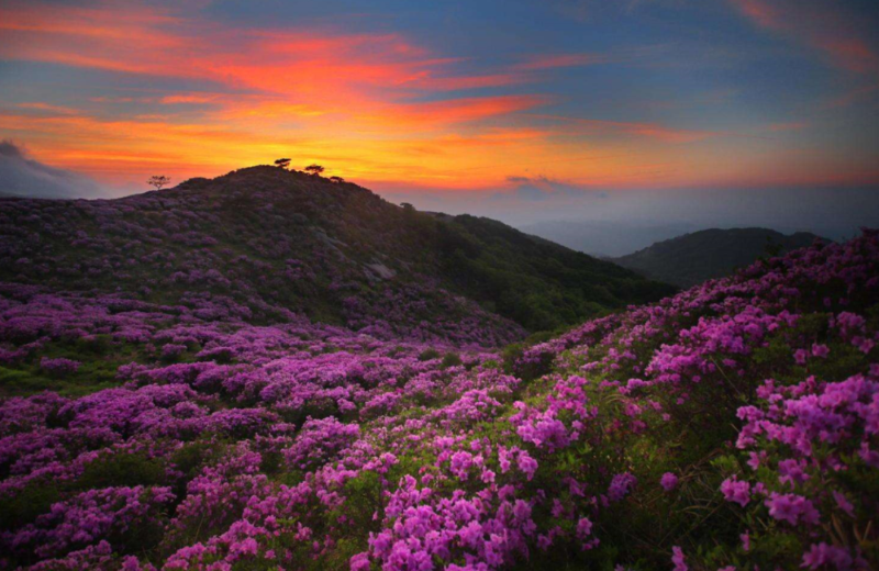 推荐赏花地:澄江梁王山,新平磨盘山国家森林公园赏花时间:3月至4月