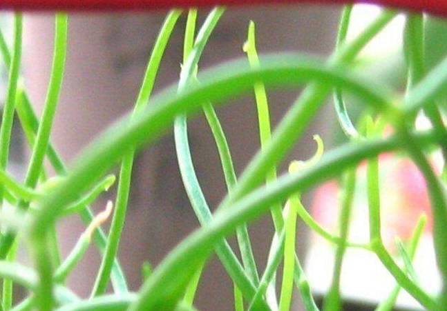 原创仙农村人都叫仙鞭草看起来很丑长出来的叶子十分漂亮