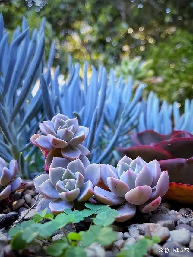 分享6种仙气十足的多肉植物好养好看上档次值得拥有