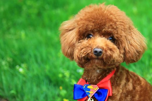 贵宾犬虽然被认为是法国的国犬,然而现在贵宾却风靡全球.