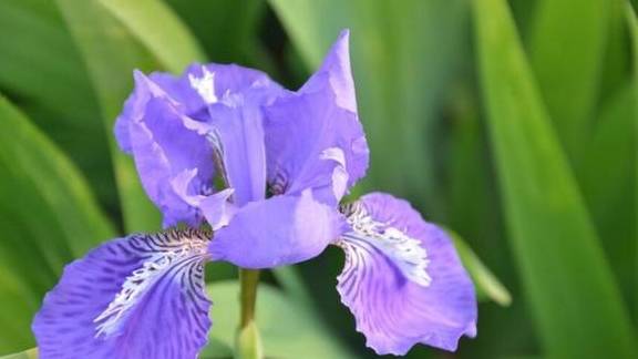 原创特别耐寒的鸢尾花适合种植一大片简单养出花海