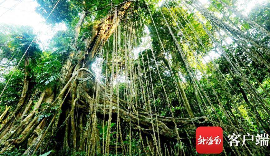 爱如天琴——敬观海南岛百花岭万年神树《天琴树》有感_金山_丝弦