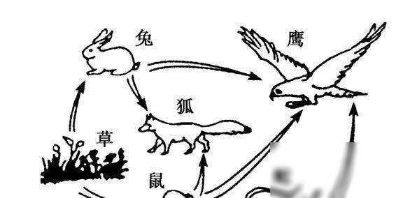 澳洲素食动物牛,竟然出现吃蛇现象,地球食物链正在混乱?