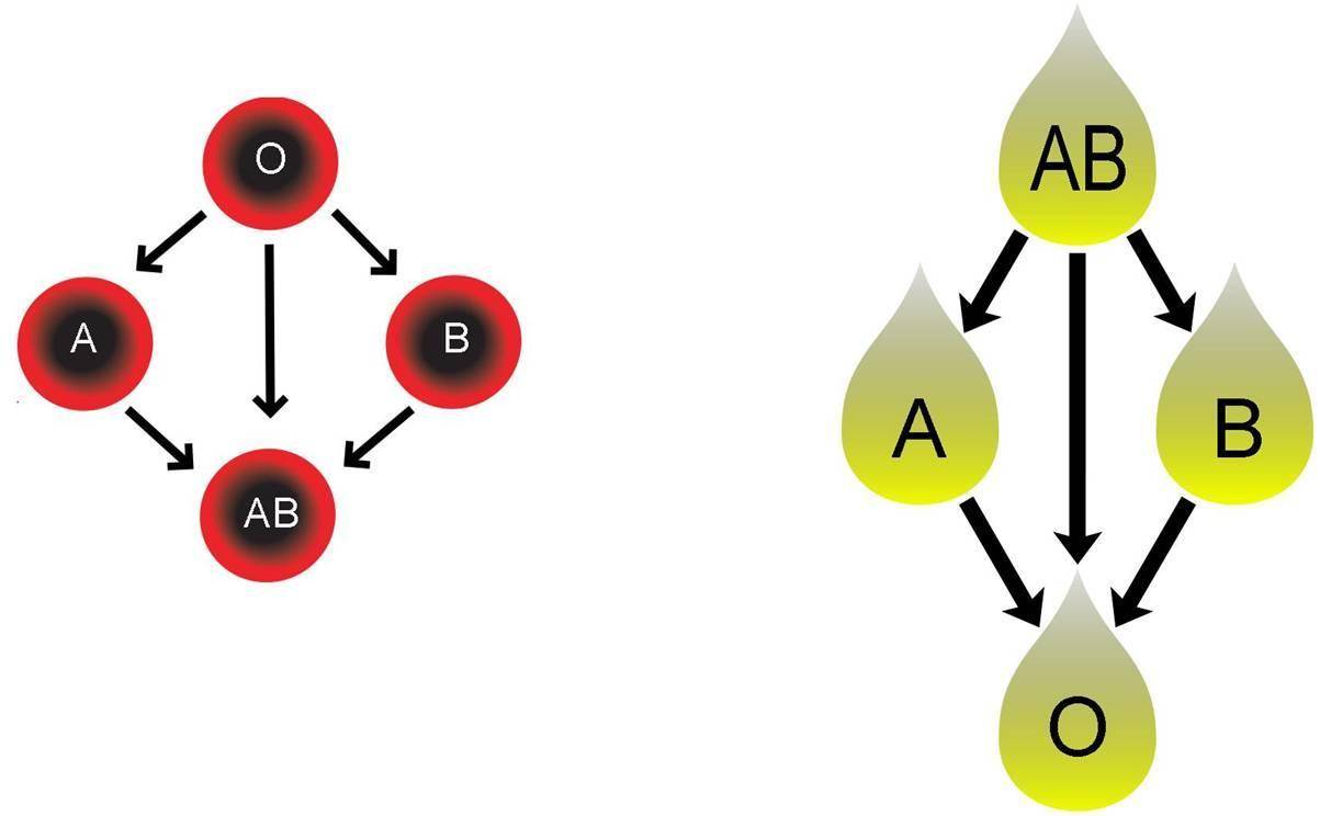全球首例,世界唯一!厦门发现ael亚型血型,比"熊猫血"更罕见