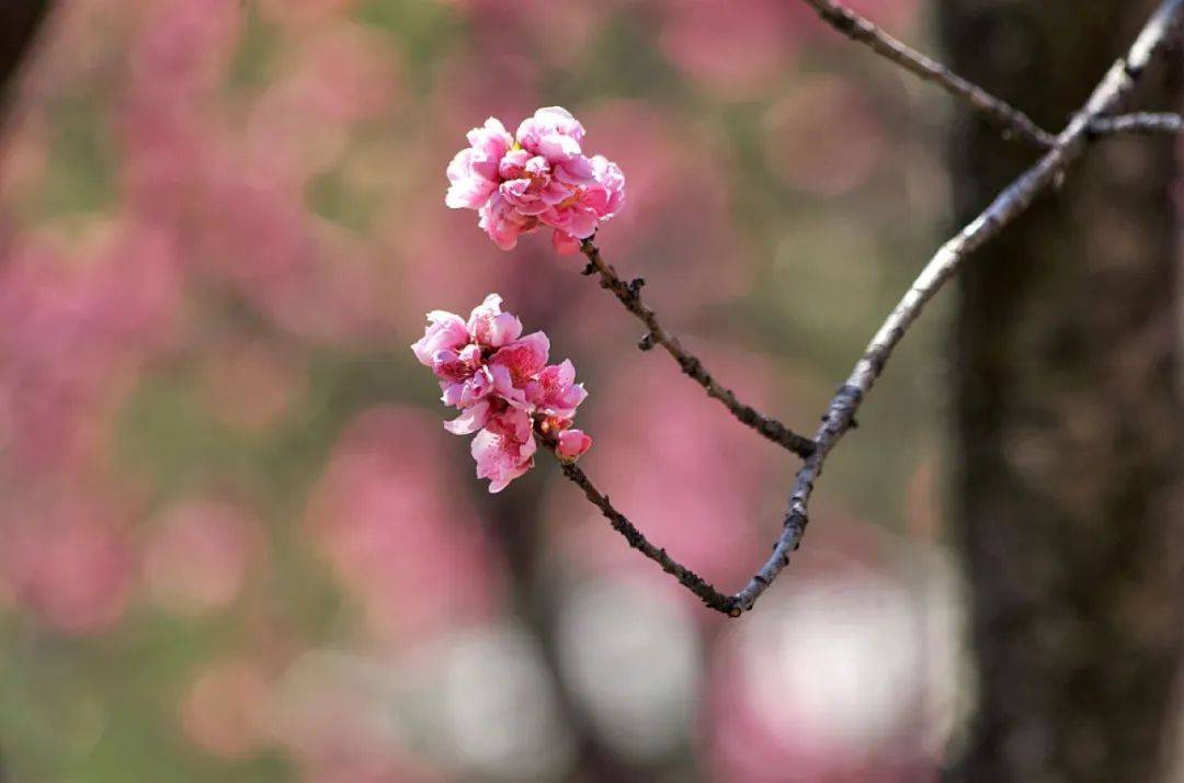 桃花这么拍,简单又好看_光圈_快门_mm