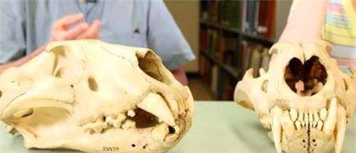 非洲食人狮进化到无鬃毛9个月吞掉135名印度工人后来怎样了