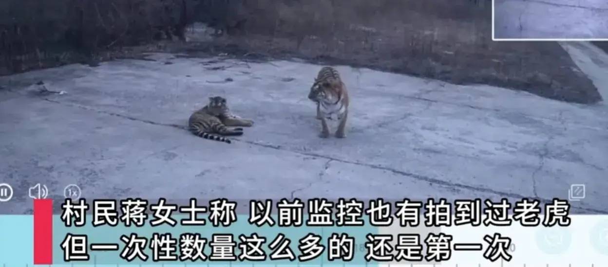 原创吉林延边4只东北虎集体下山游荡野外遇到东北虎该怎么办