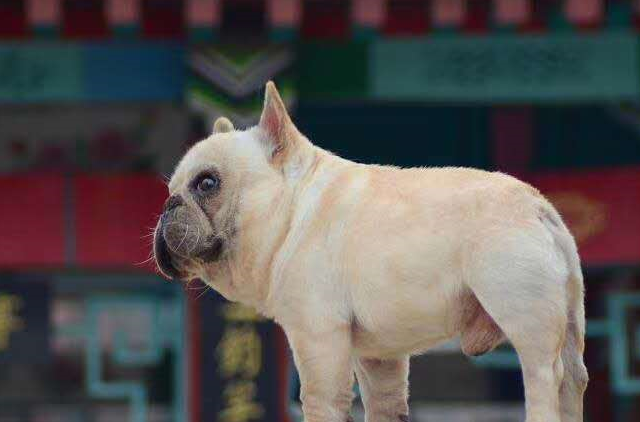 原创卖狗的看完都不敢卖了法斗幼犬时期如何快速识别是纯种小方体