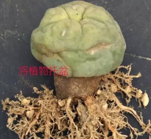 玉露,寿的修根-玉露,寿等十二卷植物,根系主根比较粗壮,毛细根比较少