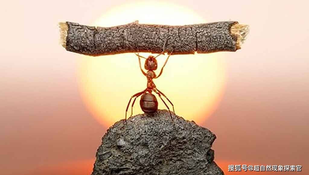 蚂蚁背着重物的图片图片