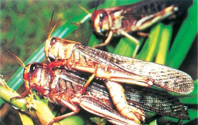 正在产卵的蝗虫虽然印度的蝗灾在一定程度上受到了控制,但是这并不