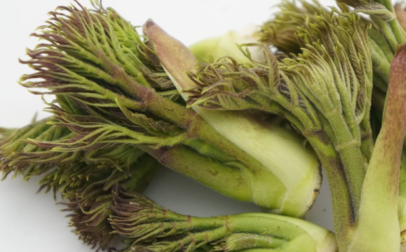 据说经常吃这种刺老芽的话可以起到补气安眠,去湿活血的作用,它的药用