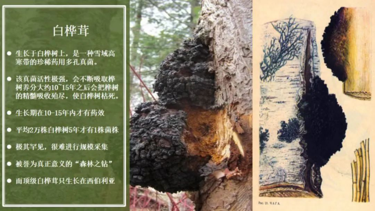 森林臻宝白桦茸带来健康的秘密,滋得洛夫以技术研究为钥,将科研成果