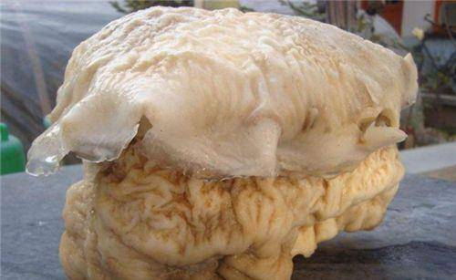 原创全国陆续发现的太岁究竟是啥专家它违背了自然规律