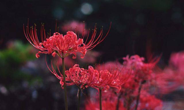 原创富贵女落难遇好人生儿子后却发现自己躺在荒坟前姻缘天注定