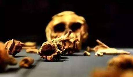 被称人类之母的露西少女只活了20岁她究竟是如何去世的