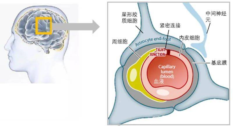 每周红光半小时认知堪比年轻人海南大学骆清铭周非凡团队