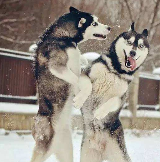 原创当二哈与主人久别重逢激动的跑上前来了一个回旋踢主人懵了