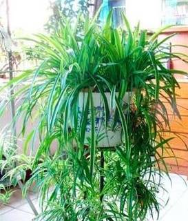 吊兰喝"营养水"——柳树枝浸泡水其中吊兰就是一种非常受欢迎的家庭