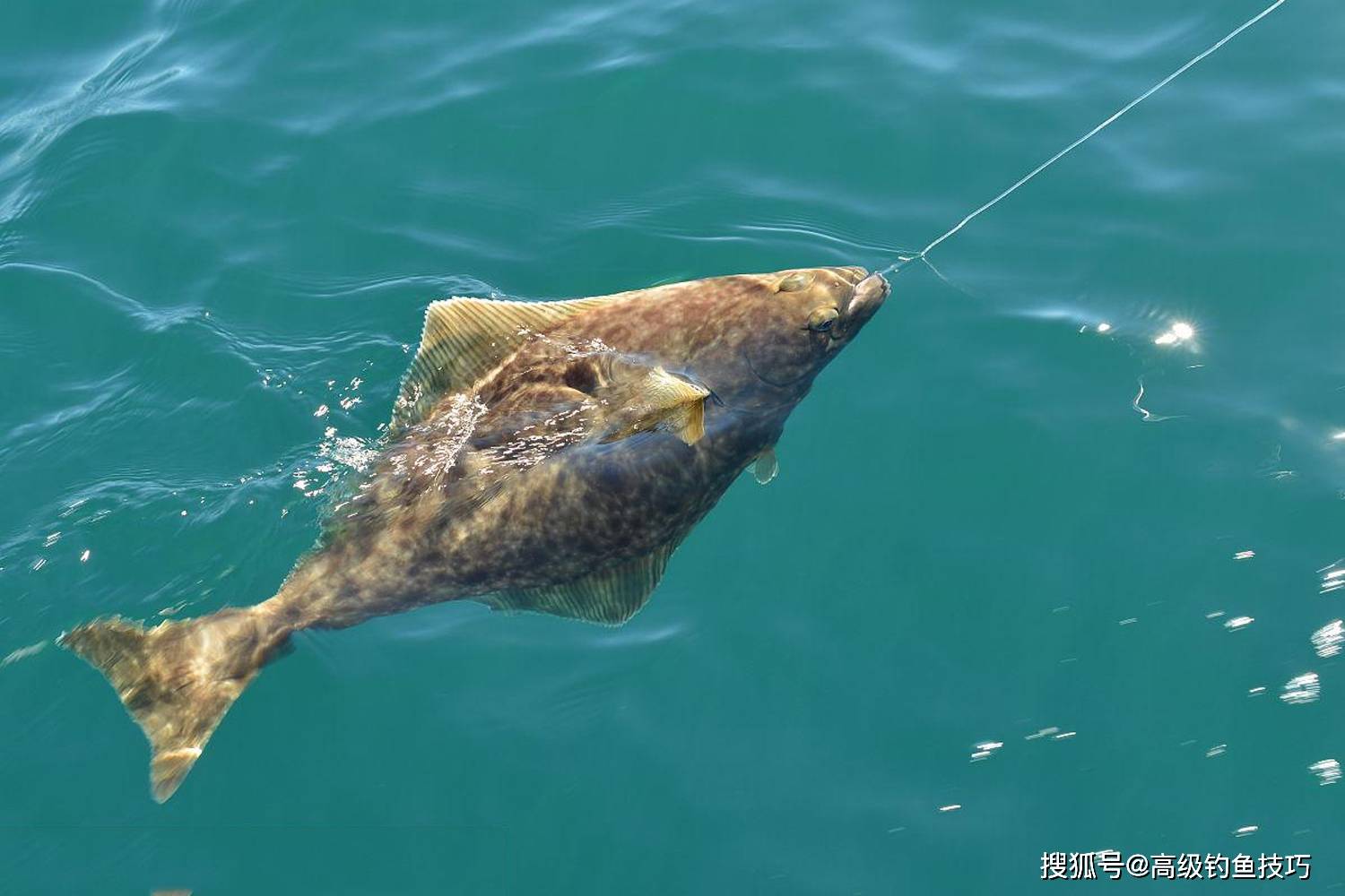 原创初春哪种海鱼最好钓初春最好钓的4种海鱼