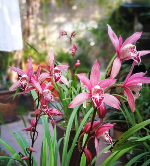 兰花新品种,开花勤快,花香四溢,物美价廉,栽培容易,适合新手_盆栽