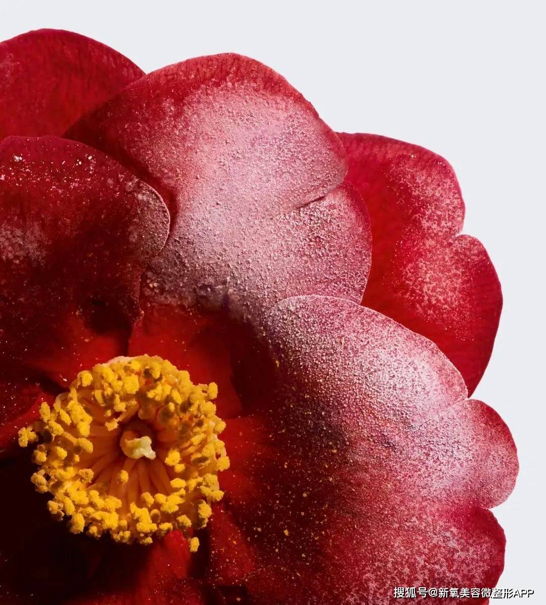 原创老公被骂的越惨她的桃花面越艳这对豪门夫妇离be不远了