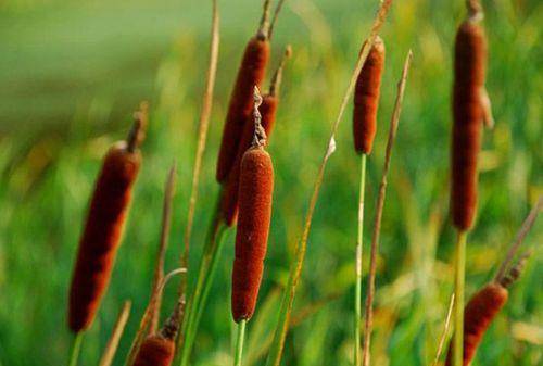 原创农村一种野草果实酷似香肠水下藏着美味城里30元一斤抢着要