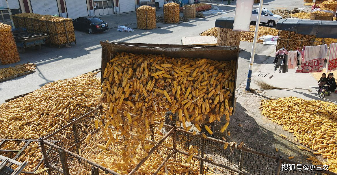 玉米方面:目前,产区市场玉米购销"双增".