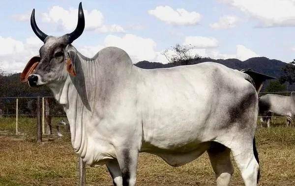 印度人把牛视为神,为何印度还会成为全球最大的牛肉出口国?_水牛_黄牛