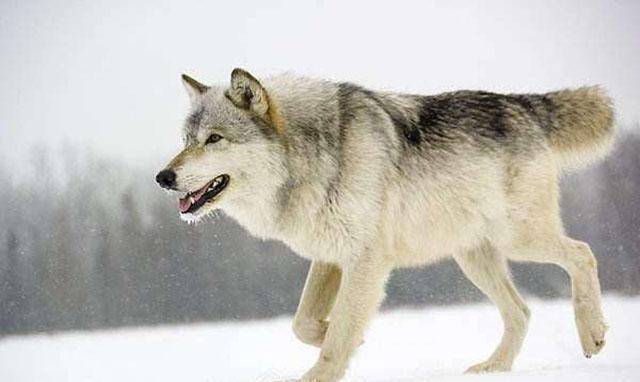 四川美女收养狼王孩子,放生时说,要离人类远一点_李微漪_格林_草原