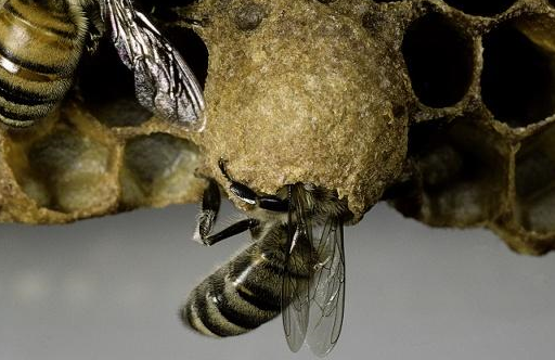 原创中蜂人工育王移虫时是怎样分辨幼虫日龄的