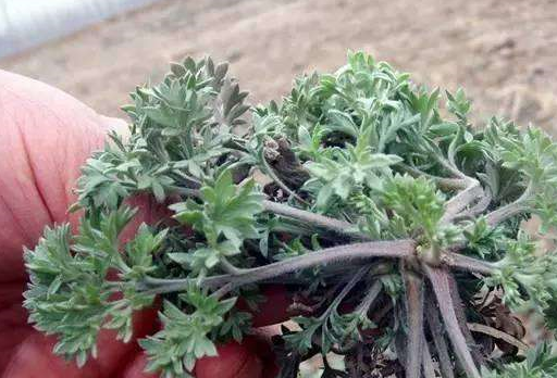 白蒿这种东西在农村遍地都是,但是到了超市那可就成了宝贝,美食家庭季