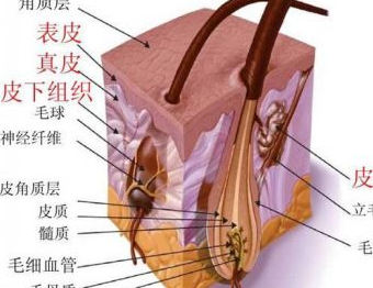 原创看完植发前后对比图简直不堪入目啊