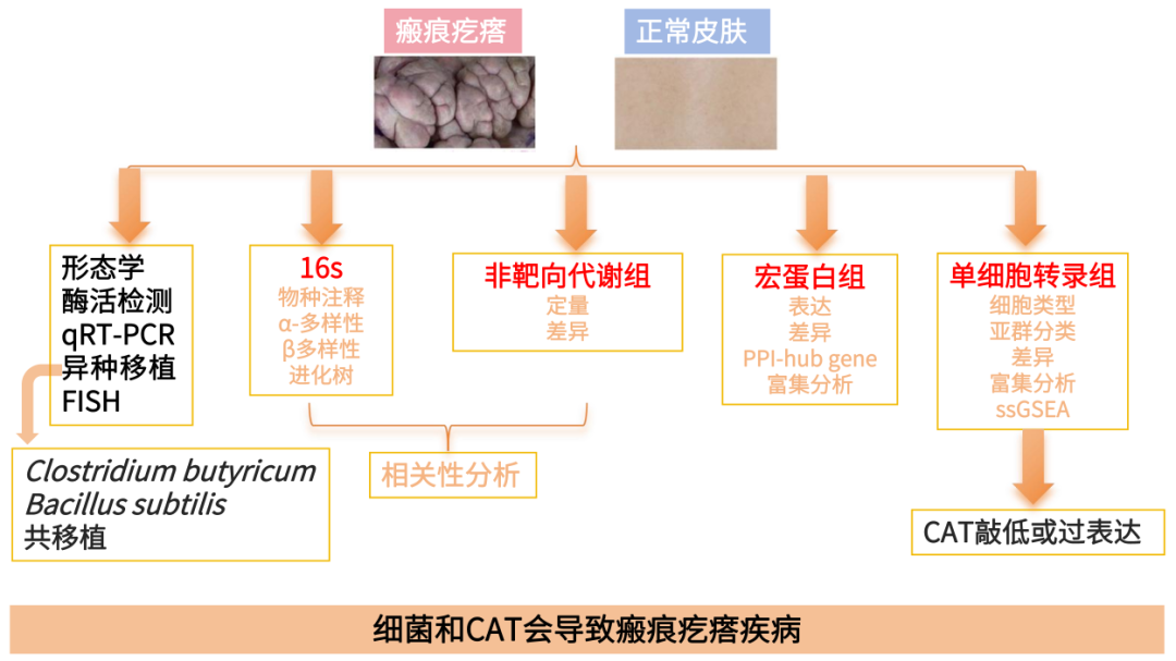 异种移植,wb,he,fish,qrt–pcr,免疫荧光,流式细胞术,其他技术皮肤16s