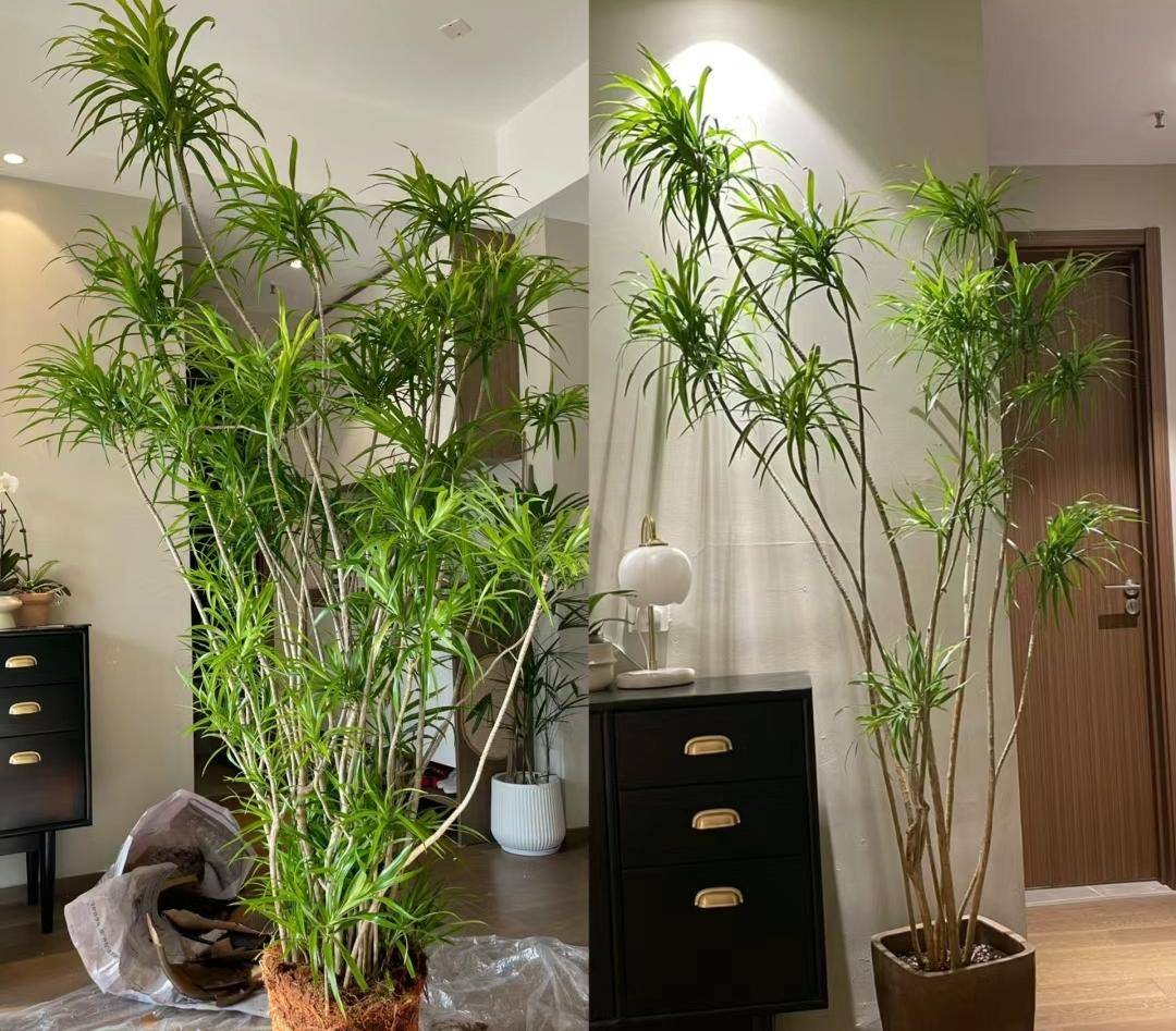 颜值爆表走红的绿植放玄关和客厅都高级