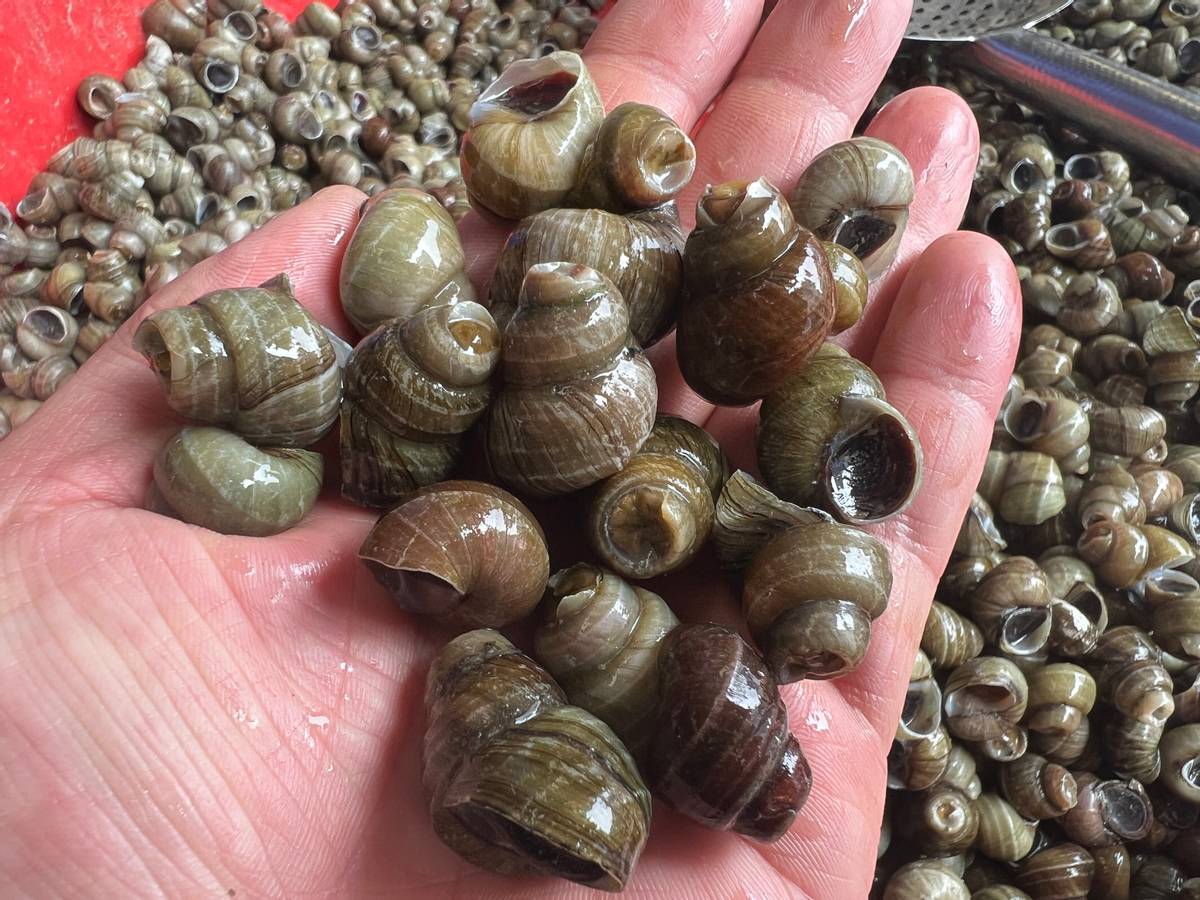 明前螺蛳抢"鲜"上市,苏州南环桥市场春季限定美食受热捧_水产_批发