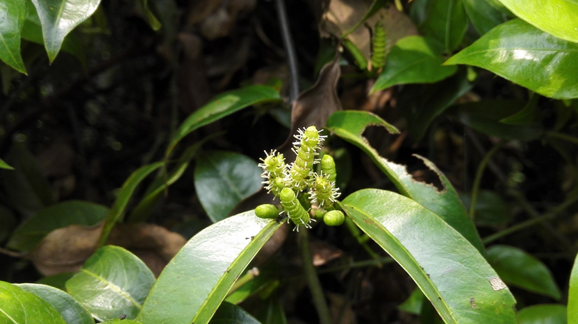 这草药颜色很黑,是治疗风湿骨痛,手脚麻木的好药_麻藤_小叶_筋骨